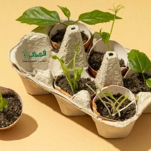 فیزیولوژی گیاهی و نقش نور در رشد گیاهان